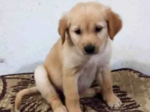 Cachorro raça SRD-ViraLata idade Abaixo de 2 meses nome Florzinha 
