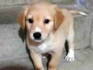 Cachorro raça SRD-ViraLata idade Abaixo de 2 meses nome Sem Nome 