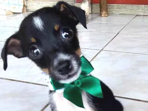 Cachorro raça SRD-ViraLata idade Abaixo de 2 meses nome Kiko