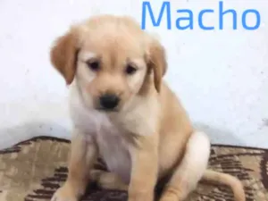 Cachorro raça SRD-ViraLata idade Abaixo de 2 meses nome Sem nome 