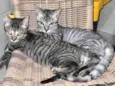 Tom e Mel Milu