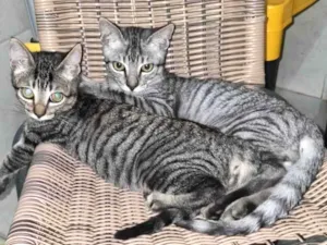 Gato raça  idade 2 a 6 meses nome Tom e Mel Milu