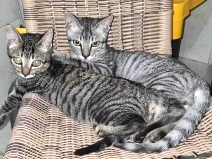 Gato ra a  idade 2 a 6 meses nome Tom e Mel Milu
