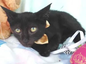 Gato raça SRD-ViraLata idade 2 a 6 meses nome Kiko