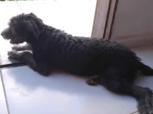 Cachorro raça Misturado com poodle  idade 2 a 6 meses nome Max