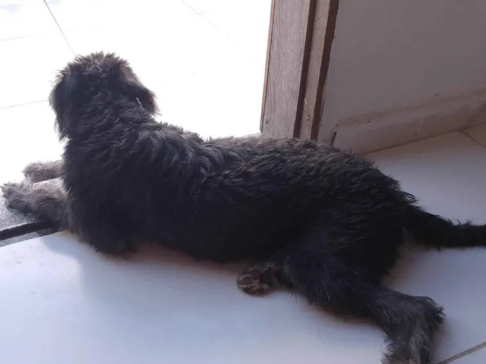 Cachorro ra a Misturado com poodle  idade 2 a 6 meses nome Max