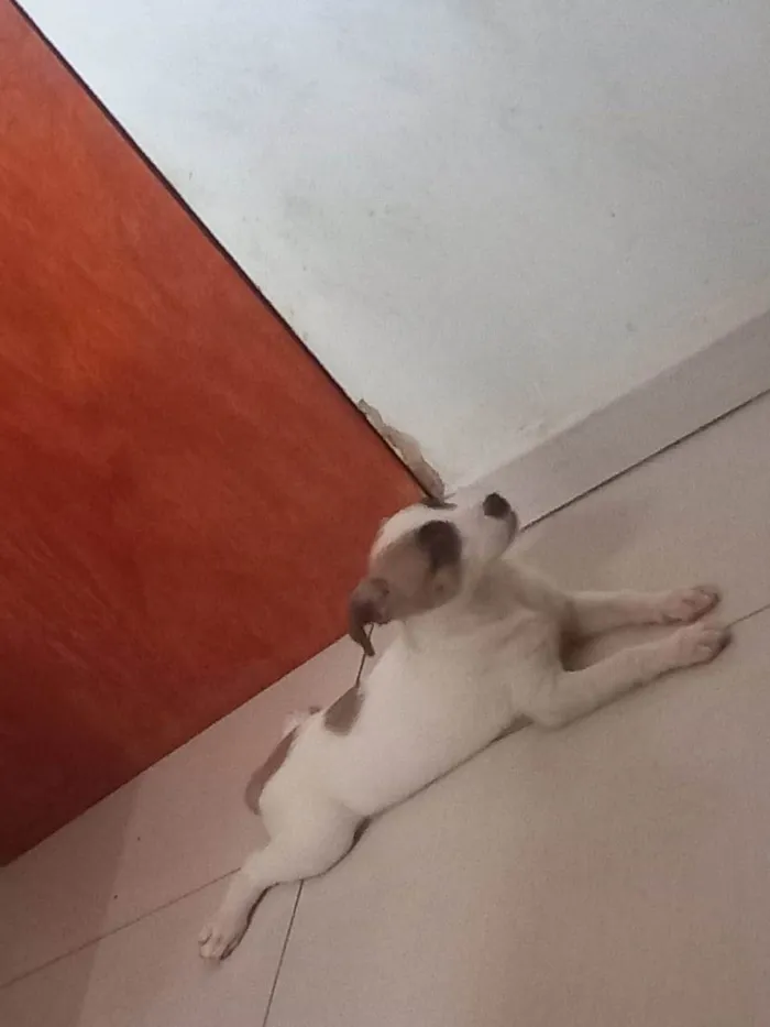 Cachorro ra a SrD idade 2 a 6 meses nome Moana