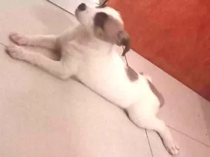 Cachorro raça SrD idade 2 a 6 meses nome Moana