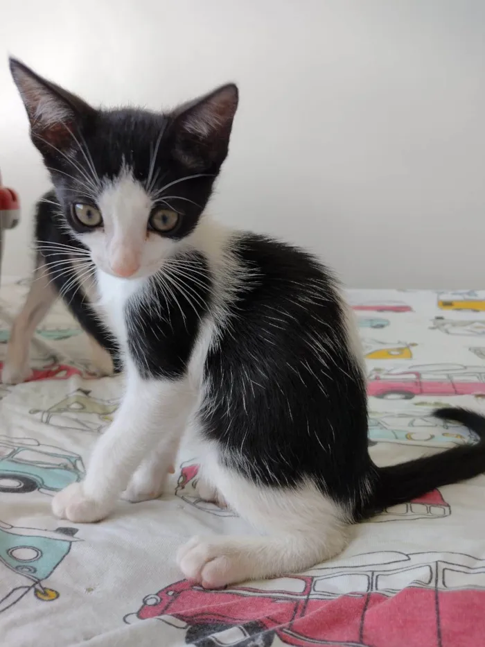 Gato ra a SRD-ViraLata idade 2 a 6 meses nome Flocos e Baunilha