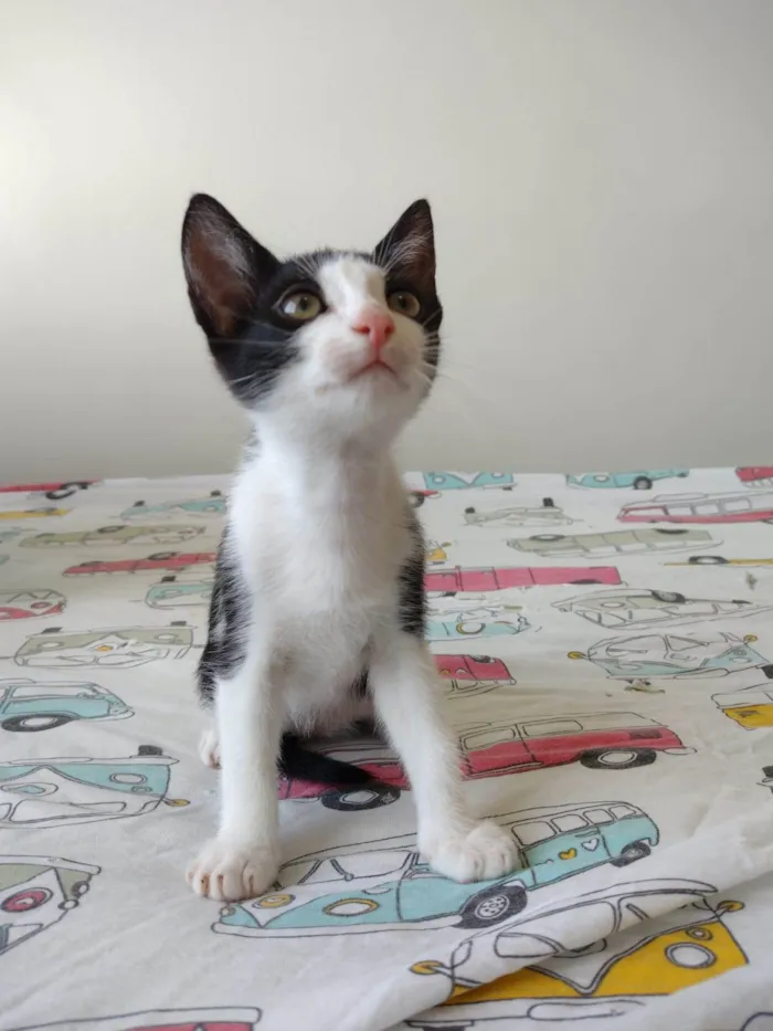 Gato ra a SRD-ViraLata idade 2 a 6 meses nome Flocos e Baunilha