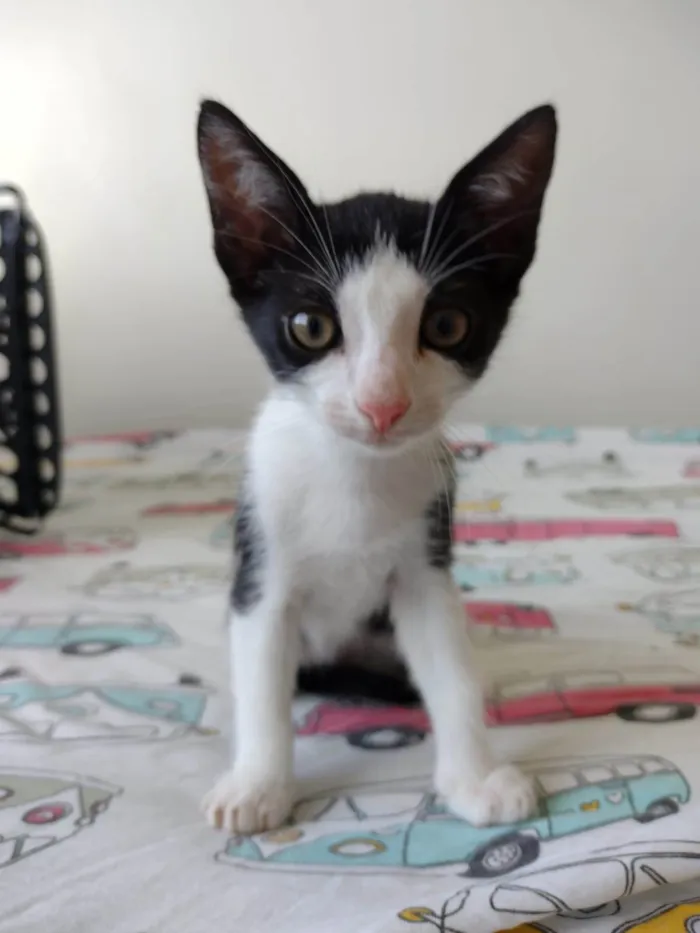 Gato ra a SRD-ViraLata idade 2 a 6 meses nome Flocos e Baunilha