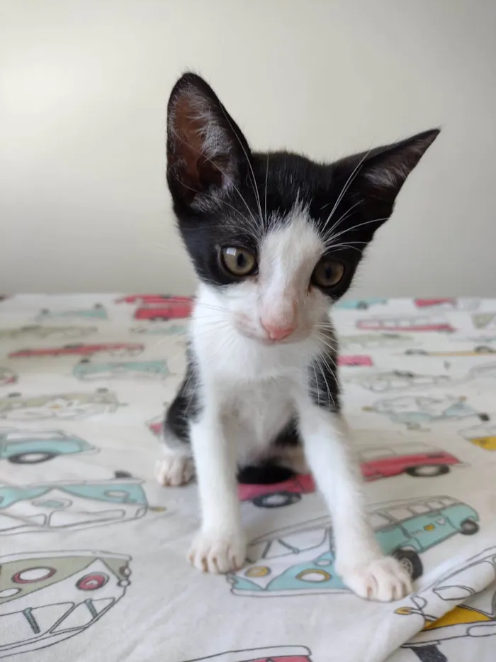 Gato ra a SRD-ViraLata idade 2 a 6 meses nome Flocos e Baunilha