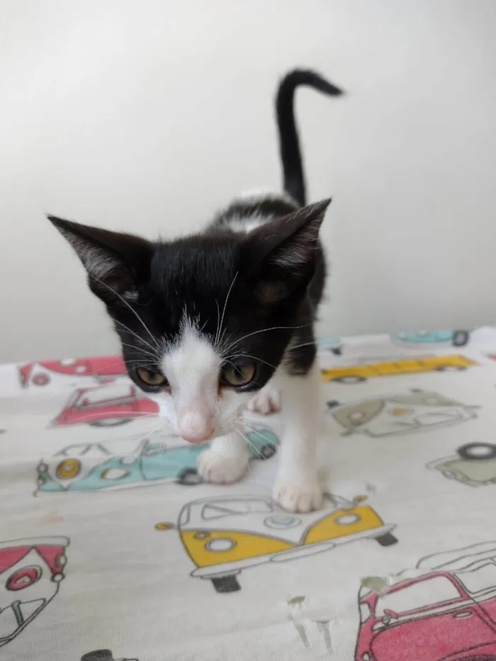 Gato ra a SRD-ViraLata idade 2 a 6 meses nome Flocos e Baunilha