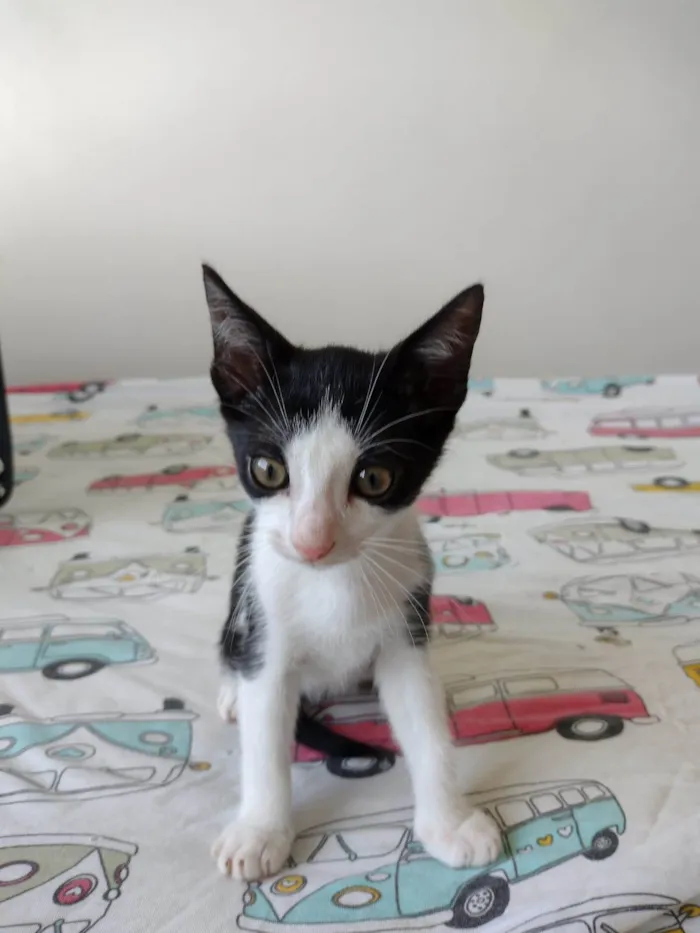 Gato ra a SRD-ViraLata idade 2 a 6 meses nome Flocos e Baunilha