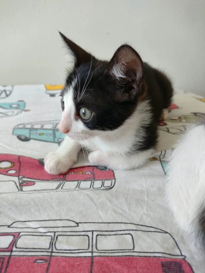 Gato ra a SRD-ViraLata idade 2 a 6 meses nome Flocos e Baunilha