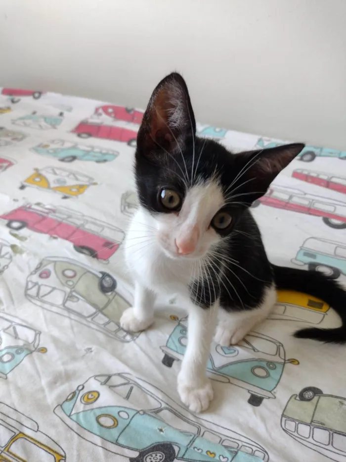 Gato ra a SRD-ViraLata idade 2 a 6 meses nome Flocos e Baunilha