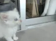 Pipoca