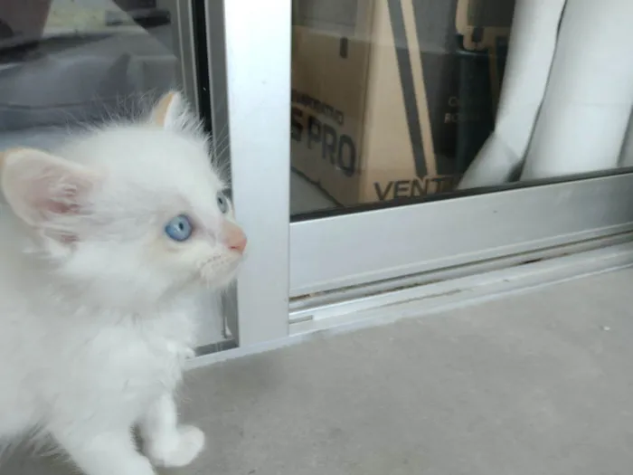 Gato ra a SRD-ViraLata idade Abaixo de 2 meses nome Pipoca