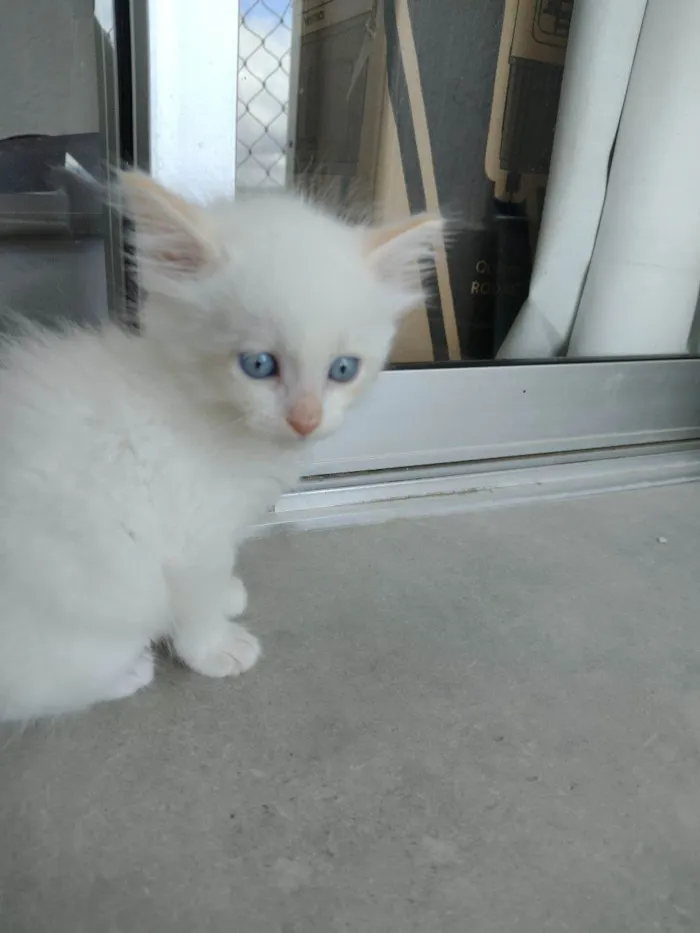 Gato ra a SRD-ViraLata idade Abaixo de 2 meses nome Pipoca