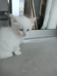 Pipoca