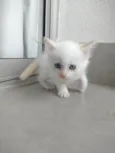 Pipoca