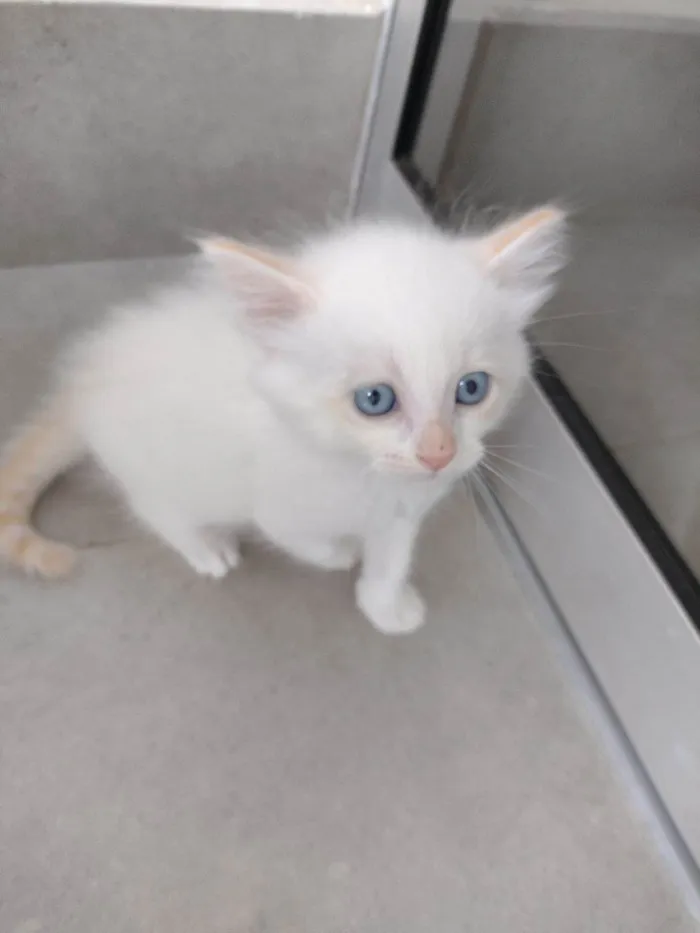 Gato ra a SRD-ViraLata idade Abaixo de 2 meses nome Pipoca