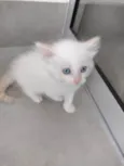 Pipoca