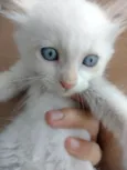 Pipoca