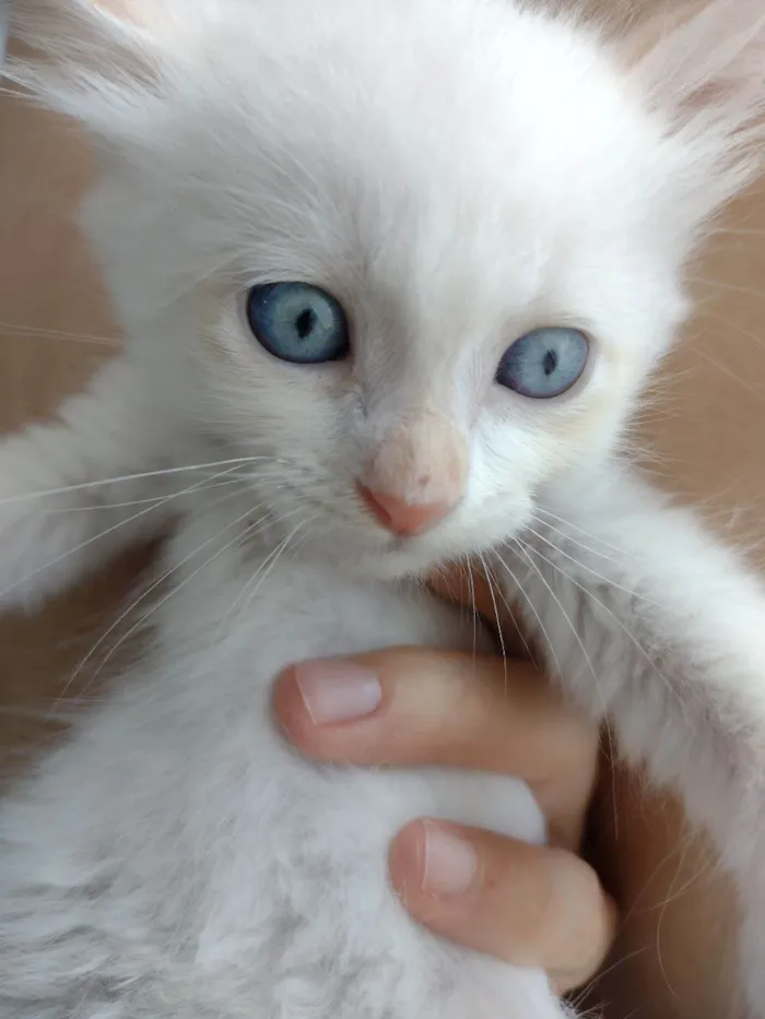 Gato ra a SRD-ViraLata idade Abaixo de 2 meses nome Pipoca
