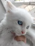 Pipoca