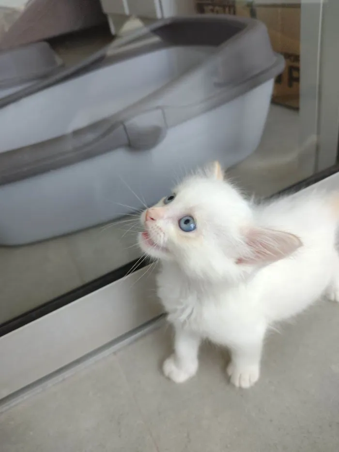 Gato ra a SRD-ViraLata idade Abaixo de 2 meses nome Pipoca