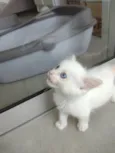 Pipoca