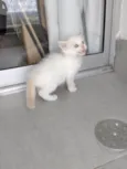 Pipoca