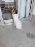 Pipoca