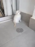 Pipoca