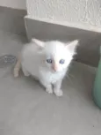 Pipoca