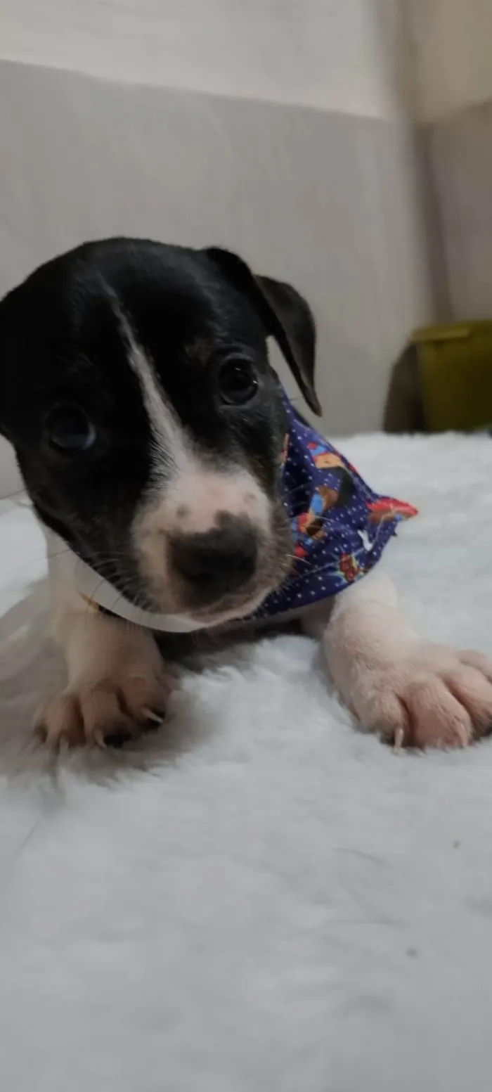 Cachorro ra a SRD-ViraLata idade Abaixo de 2 meses nome Dengoso