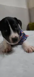 Dengoso