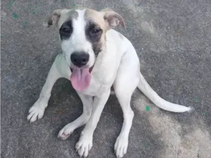 Cachorro raça SRD-ViraLata idade 2 a 6 meses nome Naila