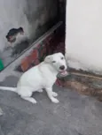 Leila