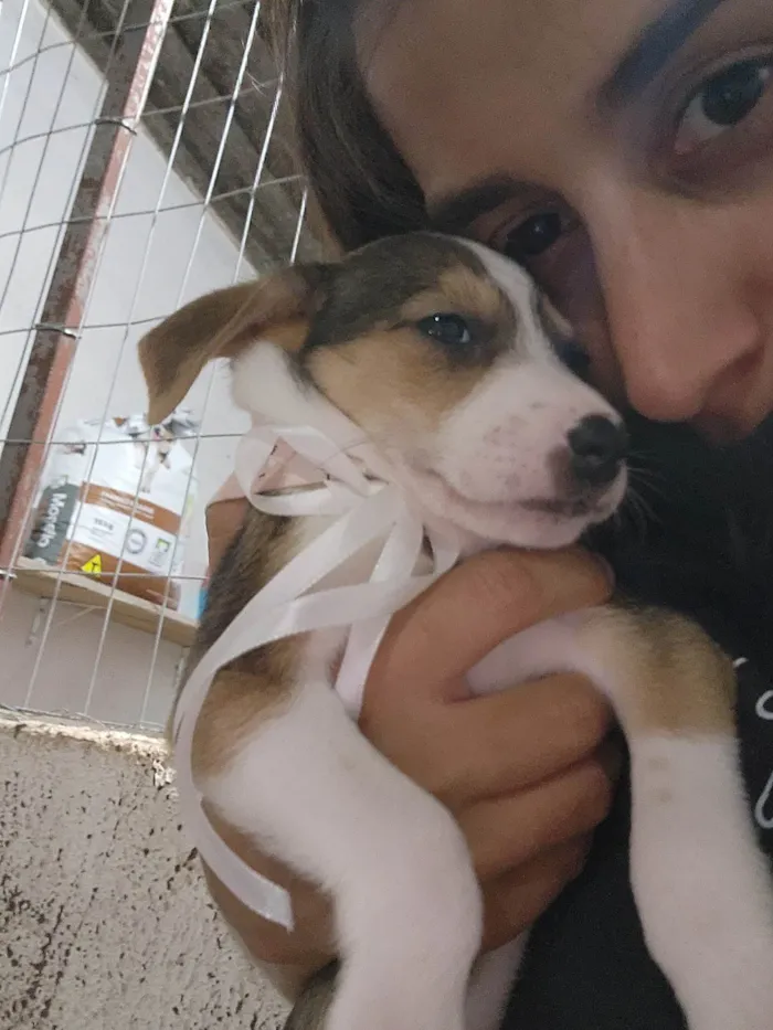 Cachorro ra a SRD-ViraLata idade Abaixo de 2 meses nome Lady Gaga