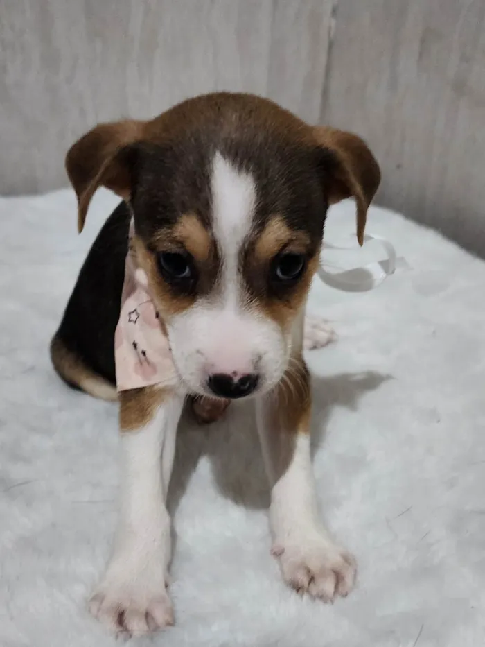 Cachorro ra a SRD-ViraLata idade Abaixo de 2 meses nome Lady Gaga