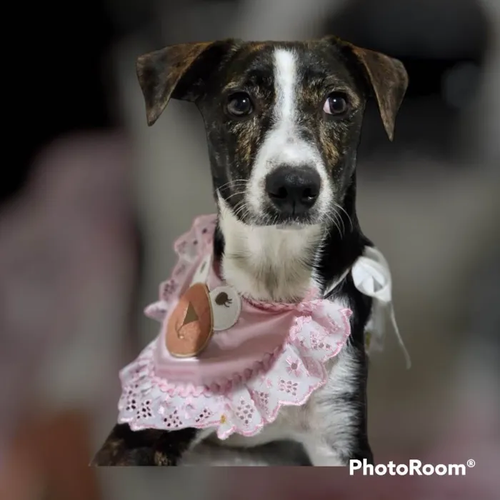 Cachorro ra a SRD-ViraLata idade 3 anos nome Pandora 
