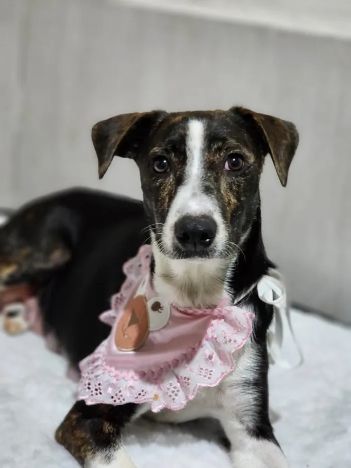 Cachorro ra a SRD-ViraLata idade 3 anos nome Pandora 