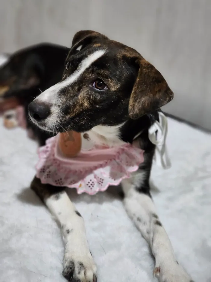 Cachorro ra a SRD-ViraLata idade 3 anos nome Pandora 