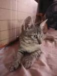 Trigada