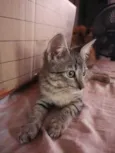 Trigada