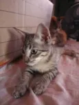 Trigada