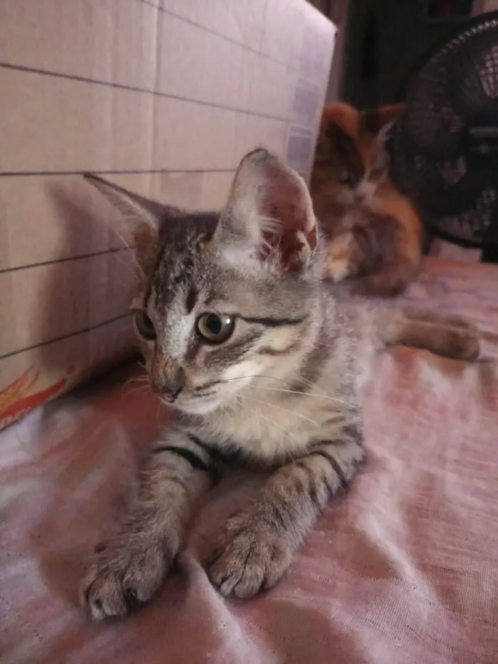 Gato ra a SRD-ViraLata idade 2 a 6 meses nome Trigada