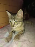 Trigada